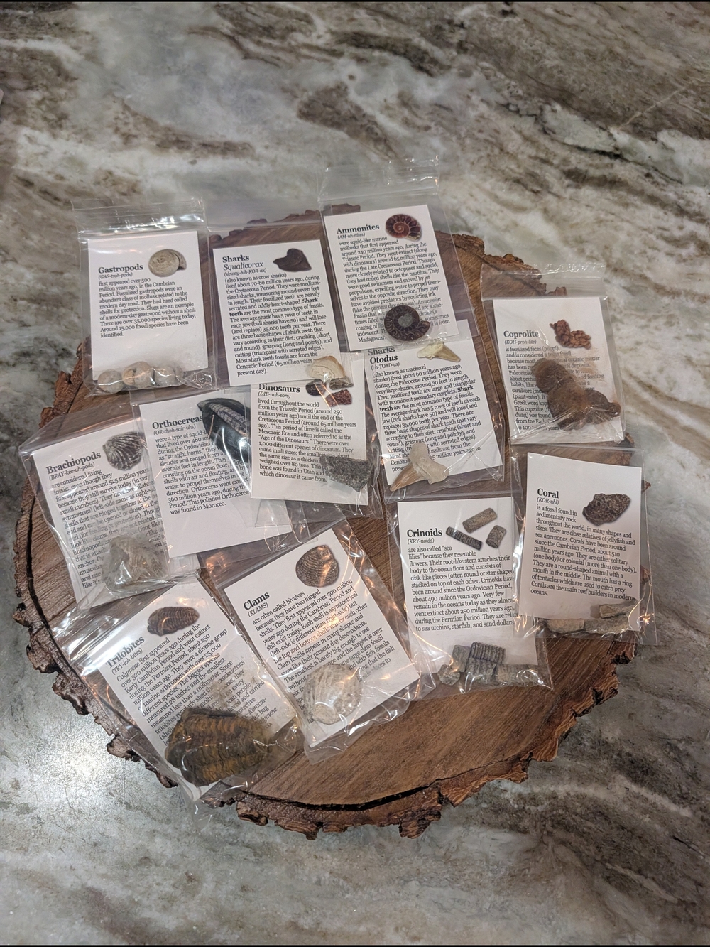 Fossil Collection 12 Genuine Specimens - Picture 3 of 4